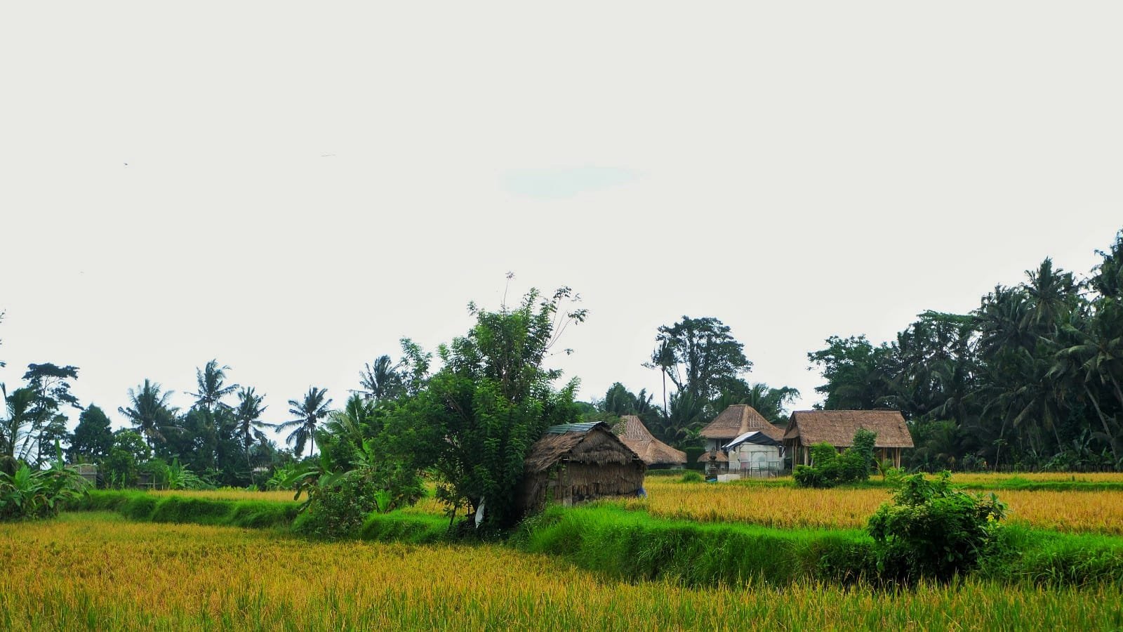 Morning Ricefield Walk